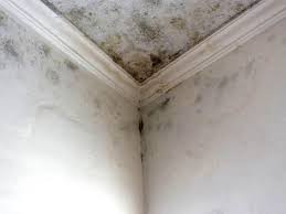 Best Attic Mold Removal  in Lodi, NJ