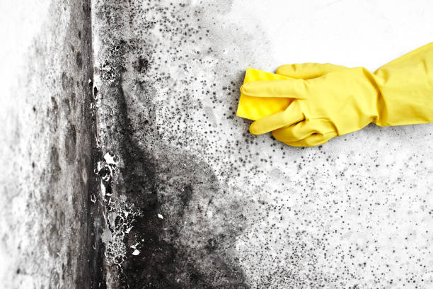 Best Mold Odor Removal Services  in Lodi, NJ